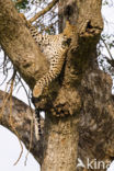 Leopard (Panthera pardus)