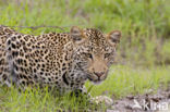 Leopard (Panthera pardus)