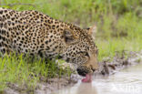 Leopard (Panthera pardus)
