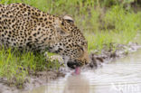 Leopard (Panthera pardus)