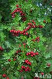 Hawthorn (Crataegus )