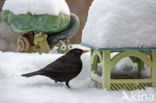 Merel (Turdus merula)