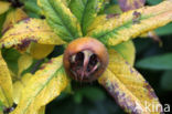 Medlar (Mespilus germanica)