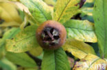 Medlar (Mespilus germanica)