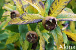 Medlar (Mespilus germanica)