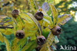 Medlar (Mespilus germanica)