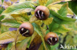 Medlar (Mespilus germanica)