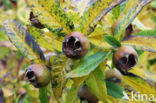 Medlar (Mespilus germanica)