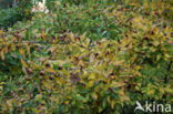 Medlar (Mespilus germanica)
