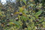 Medlar (Mespilus germanica)