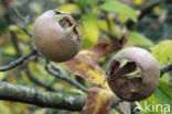 Medlar (Mespilus germanica)