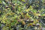 Medlar (Mespilus germanica)