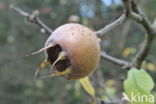 Medlar (Mespilus germanica)