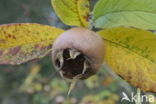 Medlar (Mespilus germanica)