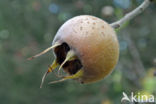 Medlar (Mespilus germanica)