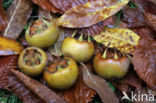 Medlar (Mespilus germanica)