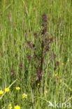 Marsh Lousewort (Pedicularis palustris)