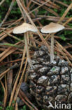 Conifercone Cap (Baeospora myosura)