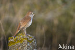 Common Nightingale (Luscinia megarhynchos)