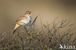 Common Nightingale (Luscinia megarhynchos)