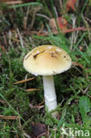 Jeweled deathcap (Amanita gemmata)