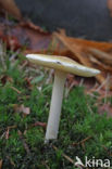 Jeweled deathcap (Amanita gemmata)