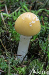 Jeweled deathcap (Amanita gemmata)