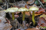 sulphur knight (Tricholoma sulphureum)