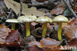 sulphur knight (Tricholoma sulphureum)