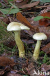 sulphur knight (Tricholoma sulphureum)