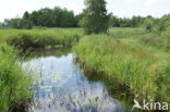 Nationaal Park De Alde Feanen