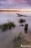 Nationaal Park de Biesbosch