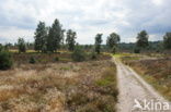 Nationaal Park Sallandse Heuvelrug