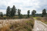 Nationaal Park Sallandse Heuvelrug