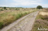 Nationaal Park Sallandse Heuvelrug