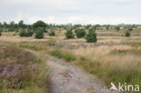 Nationaal Park Sallandse Heuvelrug