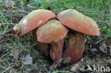 Netstelige heksenboleet (Boletus luridus) 