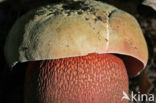 Netstelige heksenboleet (Boletus luridus) 