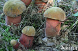 Bolete (Boletus luridus)