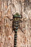 Subarctic Darner (Aeshna subarctica)