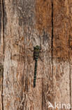 Subarctic Darner (Aeshna subarctica)