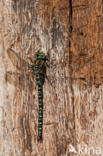Subarctic Darner (Aeshna subarctica)