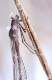 Siberian winter Damselfly (Sympecma paedisca)