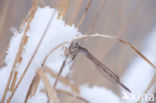 Siberian winter Damselfly (Sympecma paedisca)