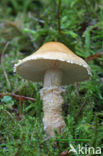 Earthy Powdercap (Cystoderma amianthinum)