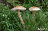 Okergele korrelhoed (Cystoderma amianthinum)