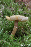 Okergele korrelhoed (Cystoderma amianthinum)