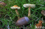 Okergele korrelhoed (Cystoderma amianthinum)