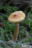 Okergele korrelhoed (Cystoderma amianthinum)