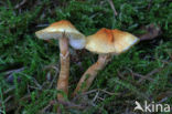 Okergele korrelhoed (Cystoderma amianthinum)